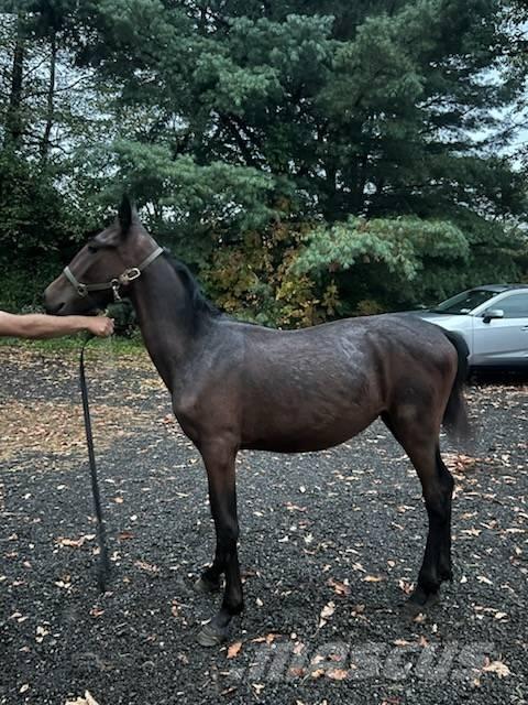  Horse Standardbred Otros equipos y accesorios para ganadería