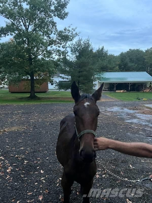  Horse Standardbred Otros equipos y accesorios para ganadería