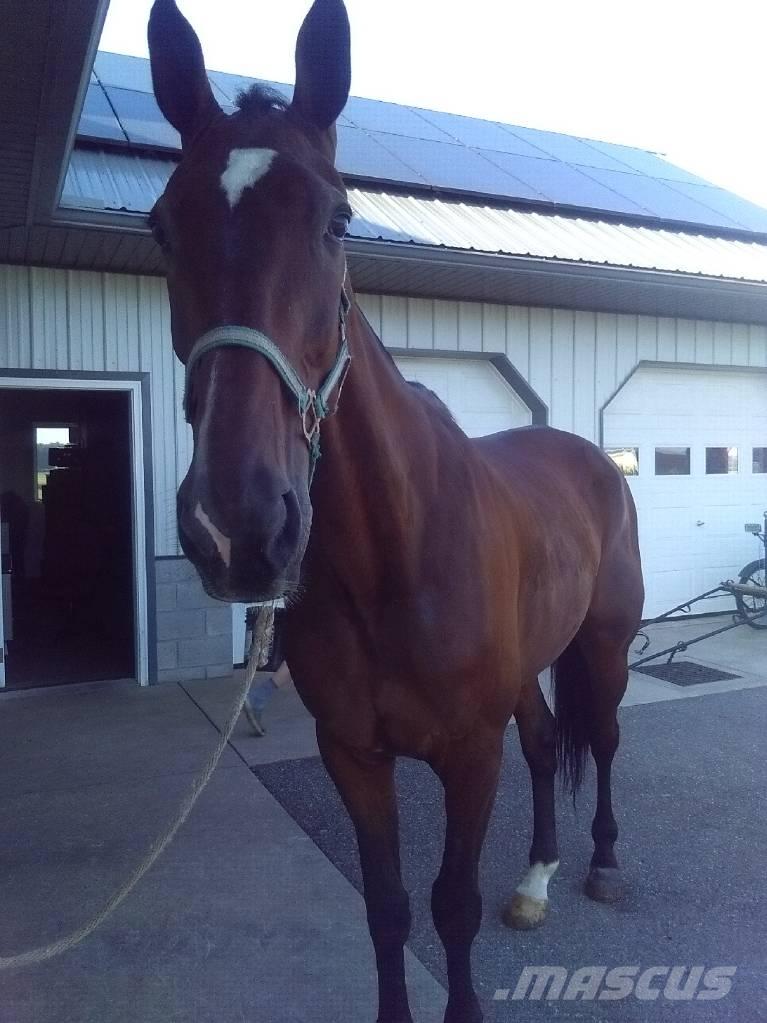  Standardbred Gelding Ordeñadoras