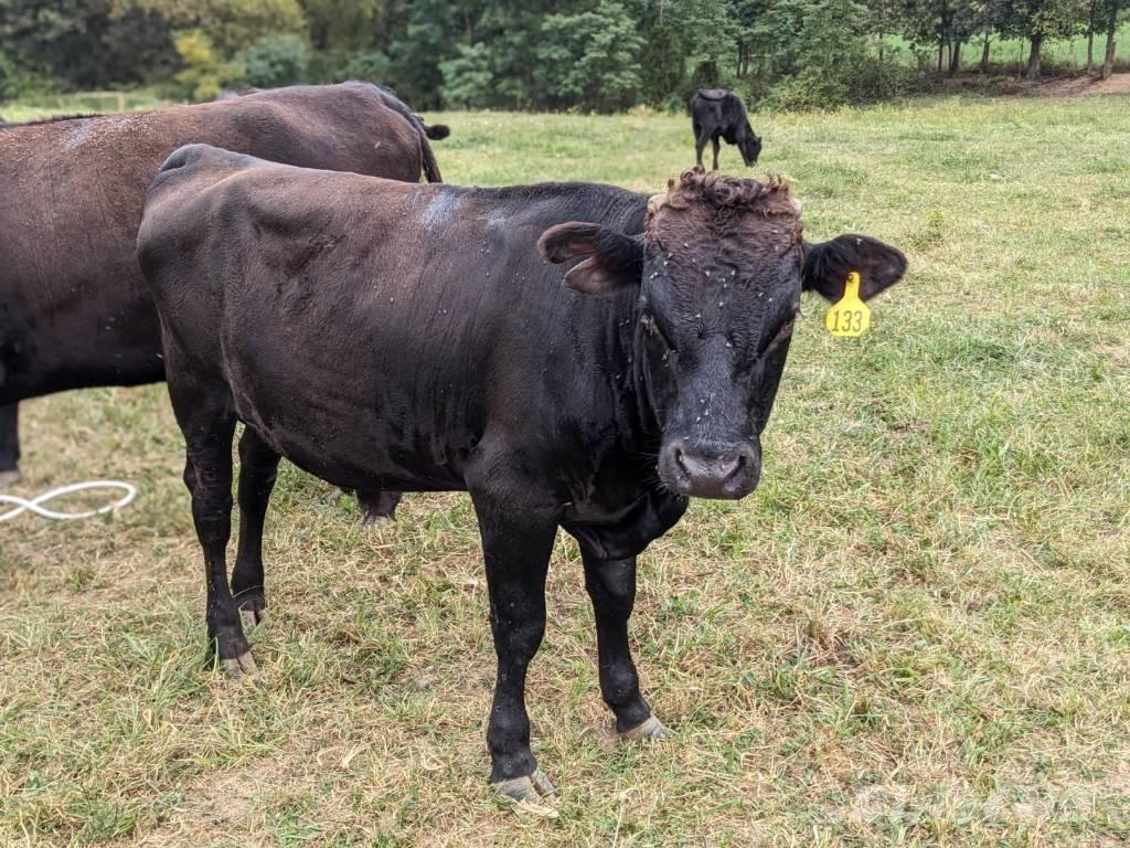 Bull (Organic Farm) Ordeñadoras