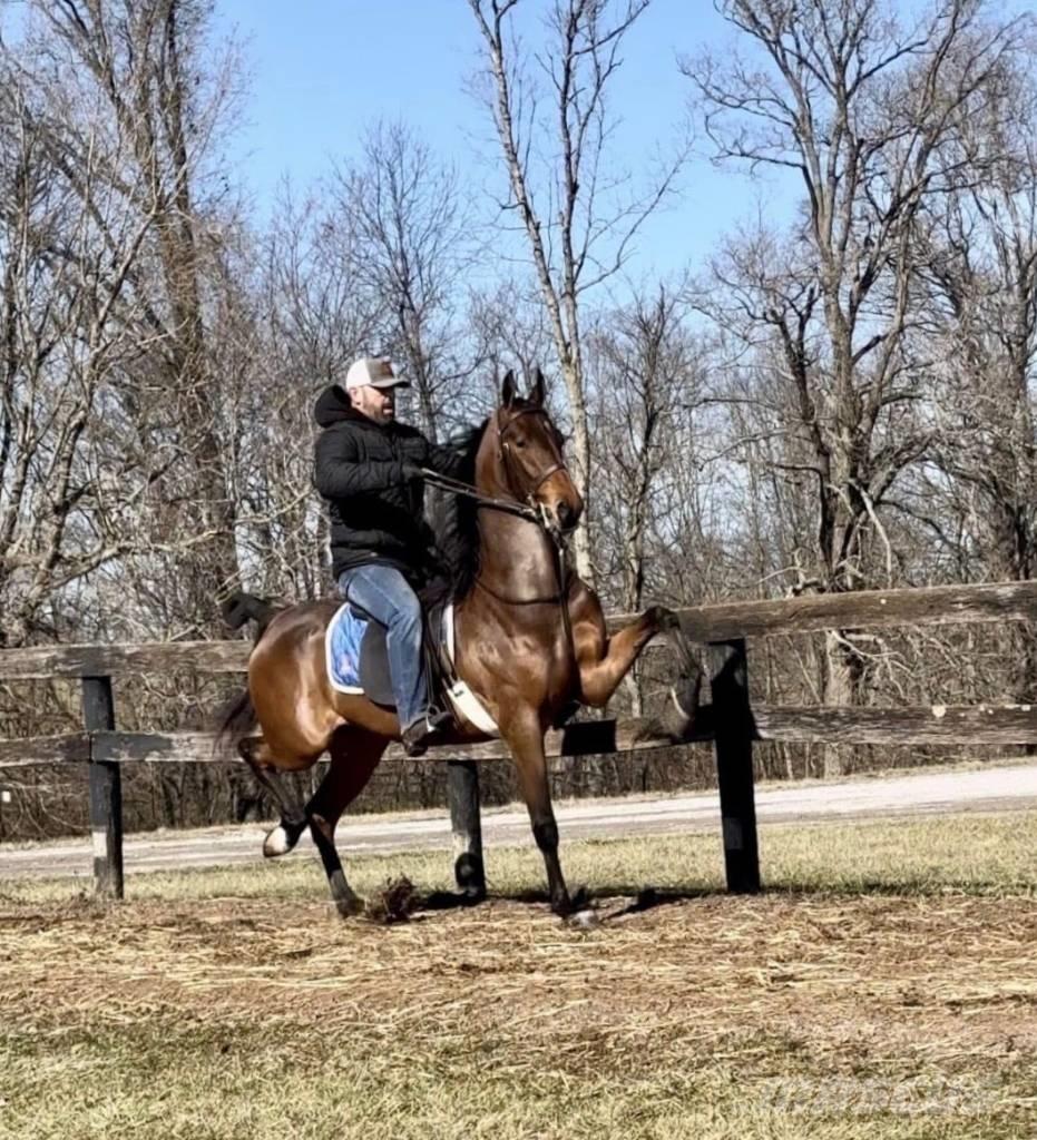  Horse Saddlebred Otros equipos y accesorios para ganadería