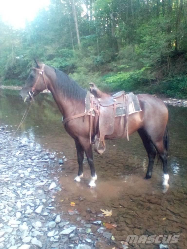  Horse Standaredbred Otros equipos y accesorios para ganadería