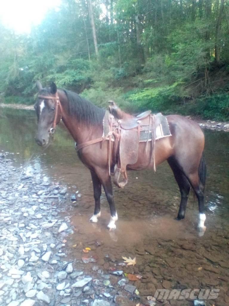  Horse Standaredbred Otros equipos y accesorios para ganadería
