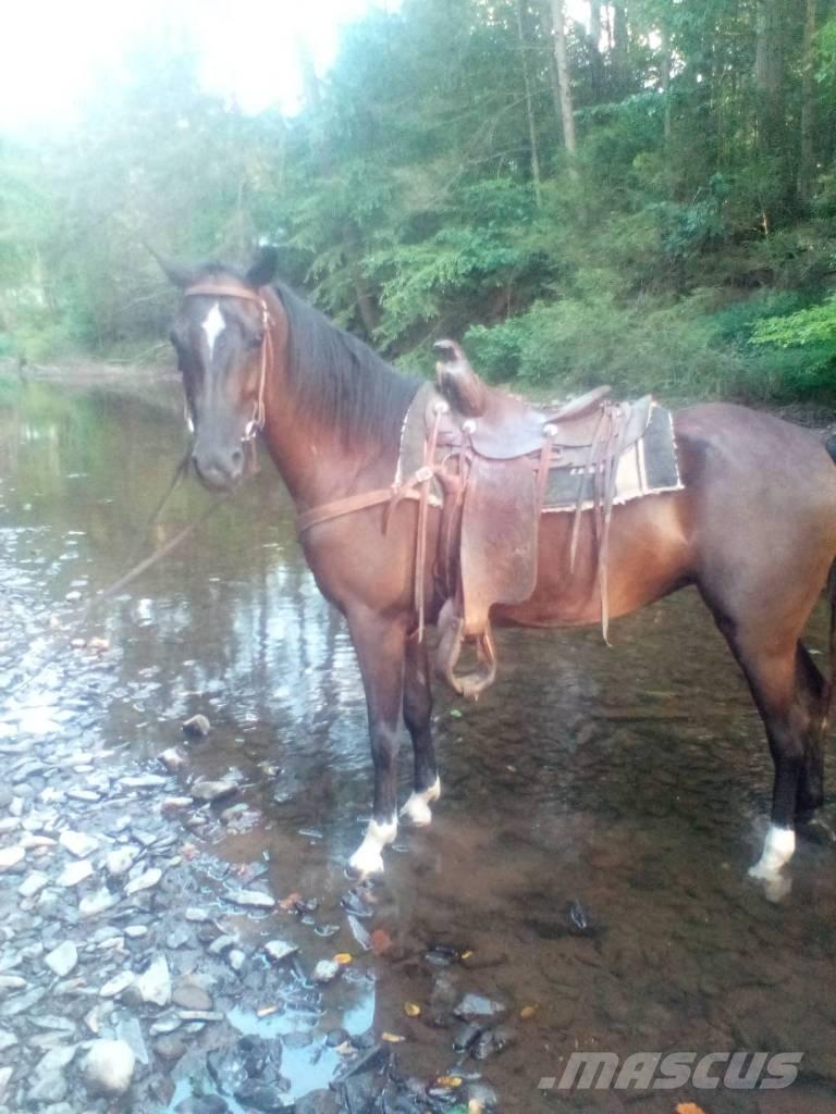  Horse Standaredbred Otros equipos y accesorios para ganadería