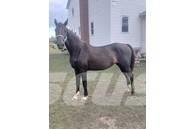  Horse Mare Otros equipos y accesorios para ganadería