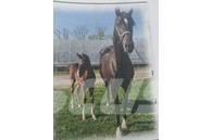  Horse Mare Otros equipos y accesorios para ganadería