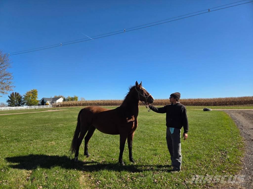  Horse Mare Otros equipos y accesorios para ganadería
