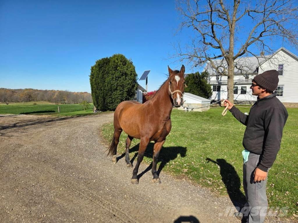  Horse Mare Otros equipos y accesorios para ganadería