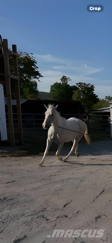  Horse Mare Otros equipos y accesorios para ganadería