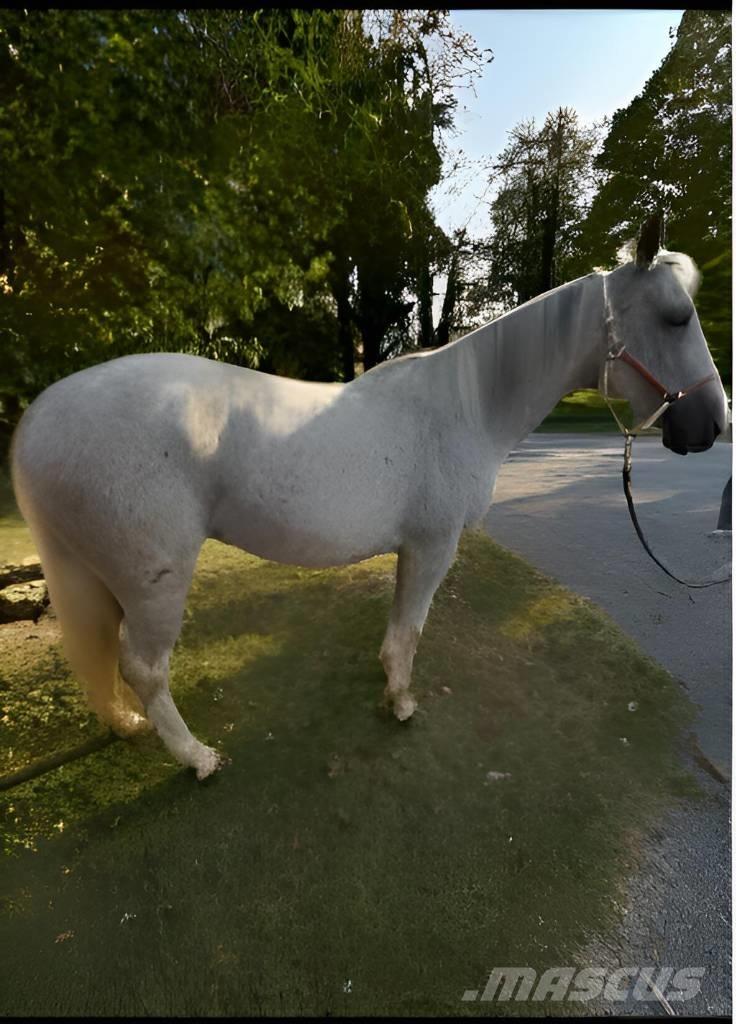  Horse Mare Otros equipos y accesorios para ganadería