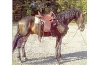  Horse Gelding Otros equipos y accesorios para ganadería